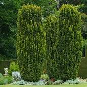 Check spelling or type a new query. Taxus Baccata Fastigiata Aurea Taxus Stricta Aurea Golden Irish Yew Plant Lust