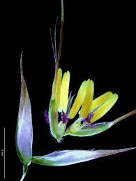 Image result for Pentameris