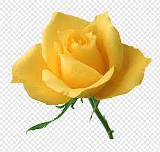 Hantu bunga mawar youtube 19 04 2014 video penampilan hantu. Rose Desktop Yellow Video Definisi Tinggi Bunga Mawar Putih Floribunda Batang Tanaman Mawar Order Png Pngwing