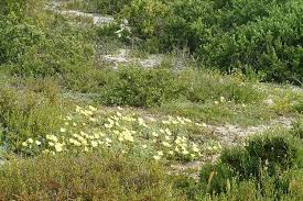 Image result for Grielum