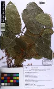 Image result for Khaya grandifoliola