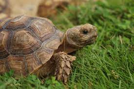 Ein häufiger terrainwechsel bedeutet für landschildkröten purer stress. Schildkrote Tipps Zur Pflege Haltung Und Einrichtung Des Terrariums
