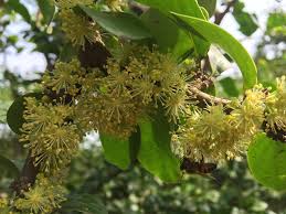 Image result for Dovyalis afra