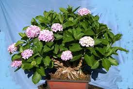 Hydrangea Bonsai From 1999 Bonsai Hydrangea Flower Garden