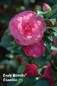 Pin On Southern Living Camellias
