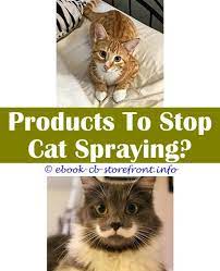 10 Bewitching How To Stop A Cat Spraying Inside The House Male Cat Spraying Cat Spray Cats