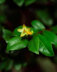 Image result for Ochna confusa