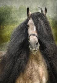 Falcon By Fran J Scott Horses Most Beautiful Horses Pretty Horses