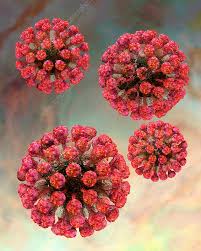 Image result for Rubella