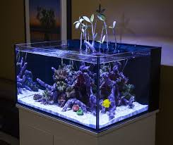 30 Gallon High Aquarium Dimensions Aquarium Saltwater Aquarium Aquarium Design