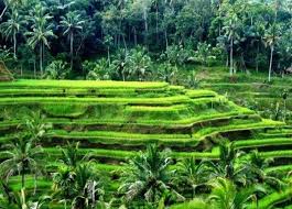 Selain itu beberapa gambar pemandangan juga terbagi kedalam beberapa jenis, seperti pemandangan sawah, hutan, gunung, sungai, pantai dan yang lain sebagainya. Pemandangan Alam Desa
