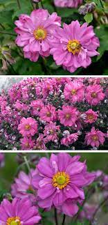 Fall In Love Sweetly Japanese Anemone Anemone Hybrid Anemone Perennials Pink Plant