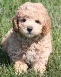 There are a lot to choose from and you are sure to find something that you like. 3 Types Of Mini Goldendoodles Colors Sizes And Coats Explained