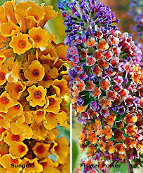 Buddleja Davidii Flower Power Best Flower Wallpaper