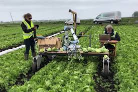 It is most often grown as a leaf vegetable, but sometimes for its stem and seeds. Vegebot Uses Machine Learning To Identify And Harvest Lettuce Tech Explorist