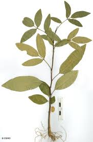 Image result for Erythrococca