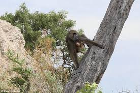 Baby Baboon Suckles Lioness After Mother Is Killed Daily Mail Online