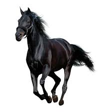 1patries Dr139 Black Horse Running 17 8 09 Top Designs Png Horses Black Horse Horse Cartoon Приходите к нам на aliexpress, у нас вы найдете все! horses black horse horse cartoon