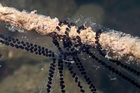 Wenn man beim sonntagsspaziergang an einem weiher vorbeikommt und die frösche quaken, so finden das die meisten menschen schön. Sex Laich Und Amphibien Unterwasser Biologie Tauchen Nies Ch