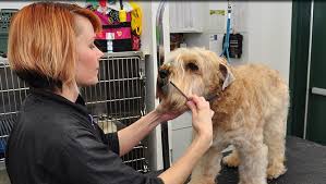 Our skilled rehabilitation team will work towards total health recovery by providing personalized care and service. Dog Grooming Plainfield Professional Dog Grooming Plainfield Plainfield Veterinary Clinic
