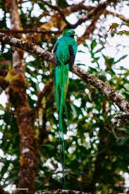 Eso es una lista de las especies de aves registradas en guatemala. 05 De Septiembre Dia Del Quetzal Ave Nacional Conap