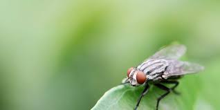 How to get rid of drain flies? How To Get Rid Of Drain Flies 3 Counties Pest Control
