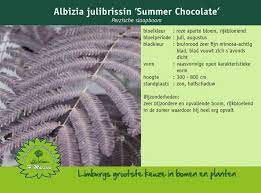 Check spelling or type a new query. Perzische Slaapboom Albizia Julibrissin Summer Chocolate