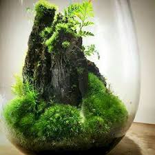 Terrarium Design Jihanshanum Beautiful Terrariums Terrarium Garden Terrarium