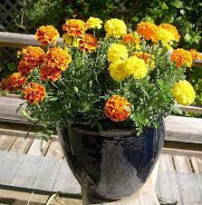 For some, the beauty of a garden includes flowers, shrubs and other plants growing in containers around the patio, deck. 22 Best Flowers For Full Sun Heat Tolerant Flowers For Containers Heat Tolerant Flowers Full Sun Flowers Sun Plants