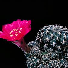 Many of these plants are subject to rot if too much of the stem is down in the soil. Busting Cactus Smugglers In The American West The Atlantic