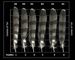 The Feather Atlas Feather Identification And Scans U S