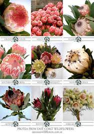 Most beautiful red yellow pinterest flower names list small pretty plants perennial. Pin On What We Grow South African Natives