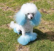 My puppies are raised in my home, not a kennel environment. White Mini Poodle Online Shopping