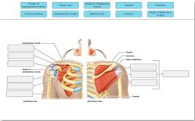 It courses anteriorly and laterally to the long head of the biceps tendon, outside its synovial sheath. Tendon Of Supraspinatus Muscle Rotator Cuff Tendon Of Chegg Com