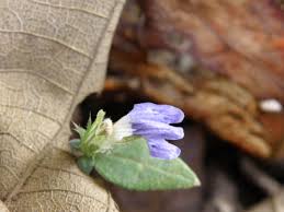 Image result for Blepharis aspera