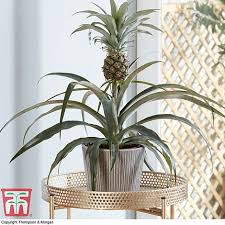 See how to make it at www.chefmike.com/products.html have you been searching for a simple and elegant fruit display idea for 2011? Pineapple Plant House Plant Thompson Morgan