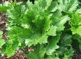 Image result for Crambe