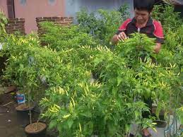 Tidak perlu beli cili di pasar. 6 Cara Menanam Cabe Sendiri Di Rumah Dengan Mudah Dan Pasti Berbuah Lifestyle Liputan6 Com