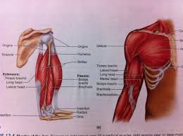 Learn the muscles of the arm with quizzes, diagrams and worksheets. Diagram Diagram Of Arm Musles Full Version Hd Quality Arm Musles Outletdiagram Patriziaprestipino It