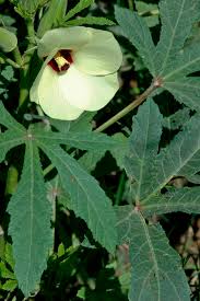 Image result for Abelmoschus