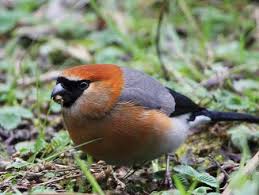 Grand Northeast India The Best Of The Indian Himalayas Tropical Birding Tours Beautiful Birds Northeast India Rare Birds