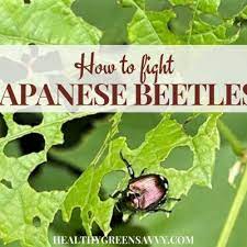 How To Get Rid Of Japanese Beetles Before They Destroy Your Garden Japanese Beetles Japanese Beetle Grubs Japanese Beetle Control