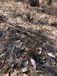 Image result for Juncus dregeanus