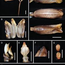 Image result for Gastrodia rwandensis