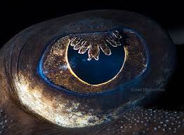 'b' pictures by category 1. 12 Amazing Detailed Close Ups Of Animal Eyes