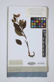 Image result for Tragia grandistipularis