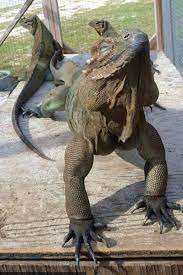 Rhinoceros Iguana Cyclura Cornuta Soaking Under The Sun Credit The Dragonwood Wildlife Conservancy For More Pic Cute Reptiles Reptiles Pet Weird Animals