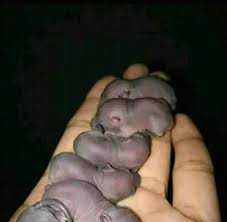 Anak kuda, melahirkan anak kuda. U S G Rest Area Dijual Bayi Kuda Nil Masih Fresh No Facebook