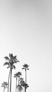 Aesthetic Black And White Palm Tree Wallpaper Imgur Palm Trees Wallpaper Tree Wallpaper Iphone Palm Tree Art