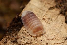 Image result for Pseudeminia comosa